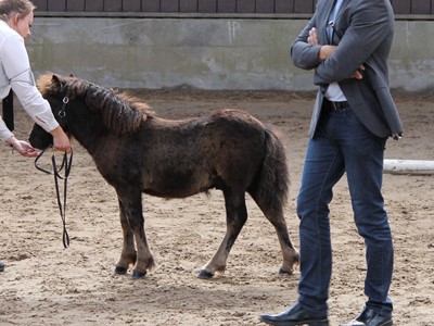 Følskue 2018