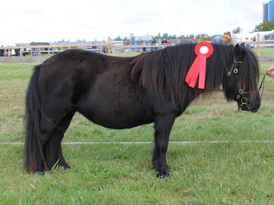 Egeskov Ponyskue 2019