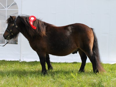 Egeskov Ponyskue 2019